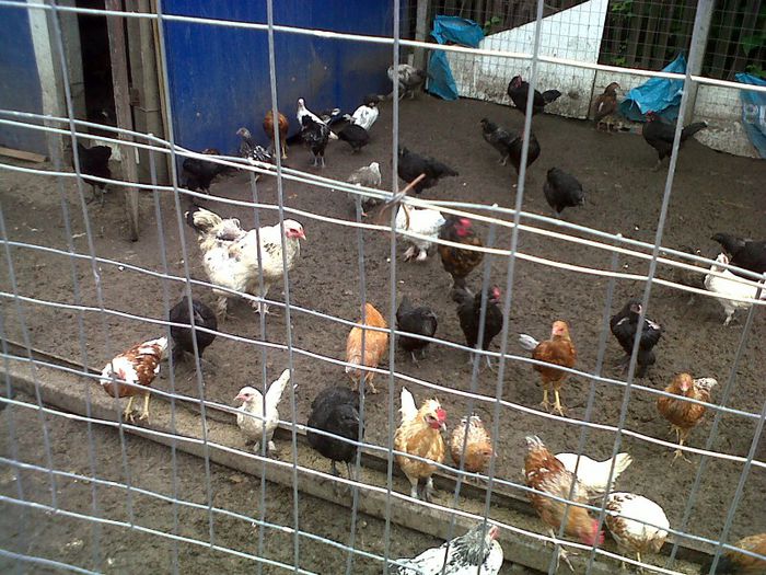 IMG00760-20130523-1615