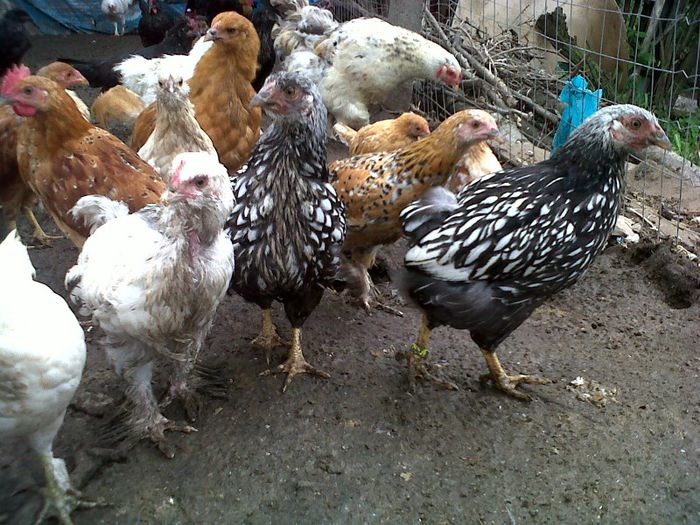 IMG00763-20130523-1615