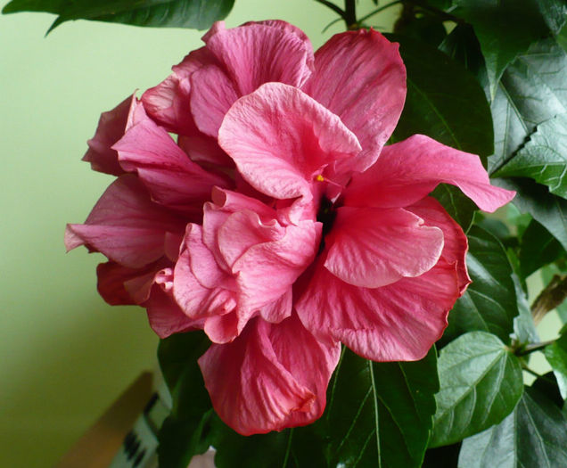 P1440113