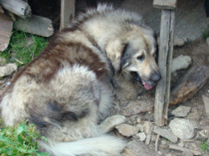 La stana din Valea Vladului - Carpatinul din Rucar in trecut