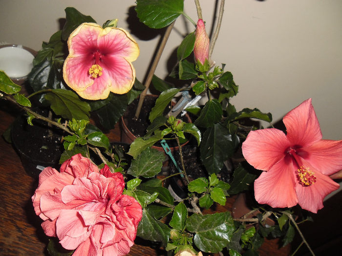 hibiscus grup