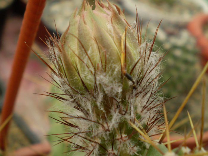 Echinocereus blankii - Echinocereus 2013