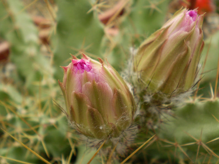 Echinocereus blankii