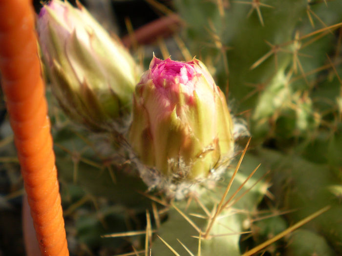 Echinocereus blankii