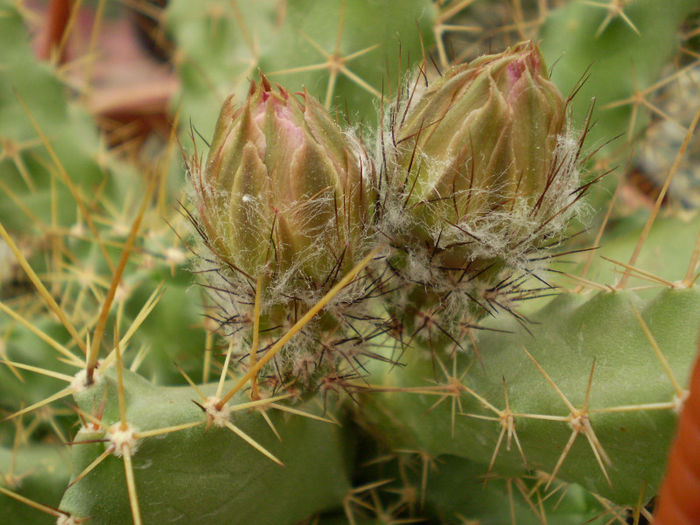 Echinocereus blankii