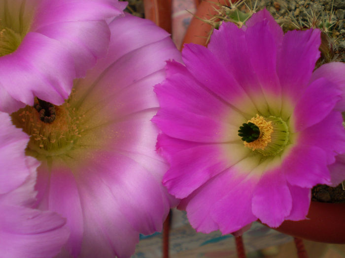 Echinocereus blankii - Echinocereus 2013