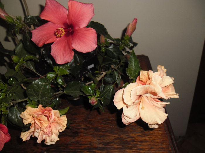 hibiscus grup