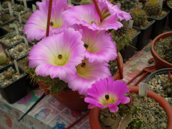 Echinocereus blankii