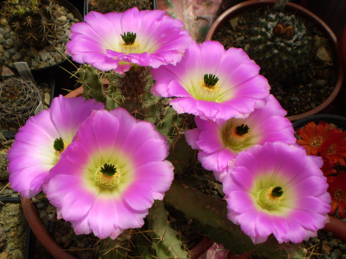 Echinocereus blankii