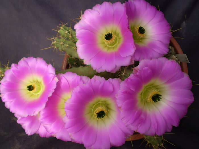 Echinocereus blankii