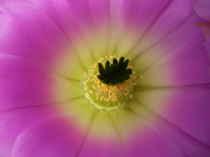 Echinocereus blankii