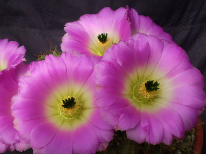 Echinocereus blankii