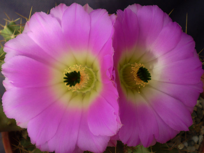 Echinocereus blankii