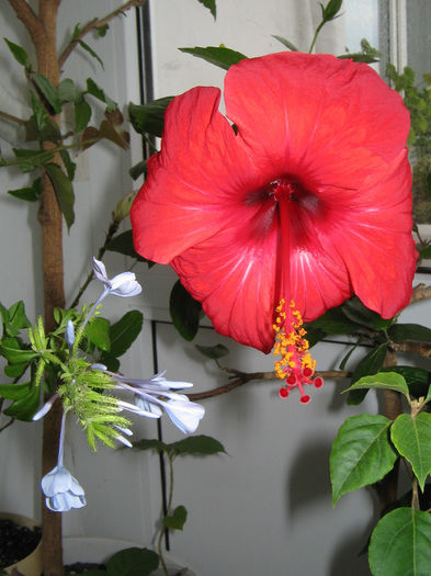 IMG_3260 - Rosario Red