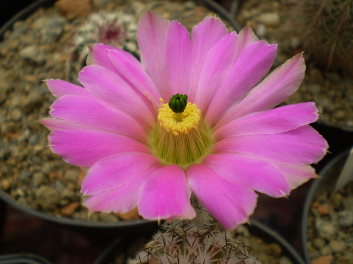 Echinocereus pentalophus