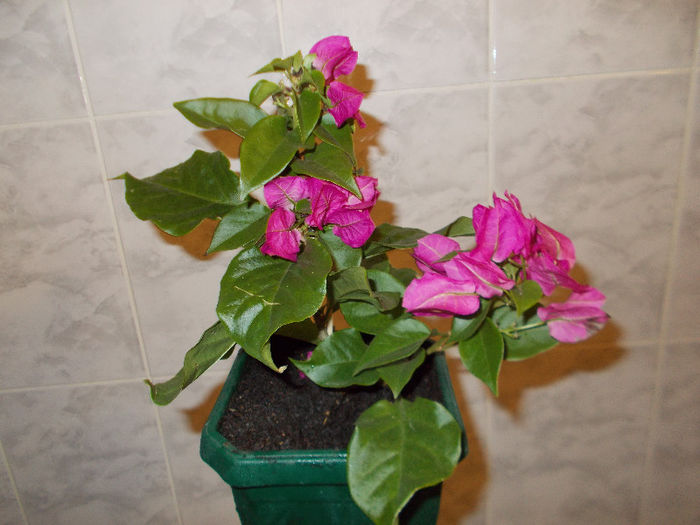 bougainvillea - achizitii