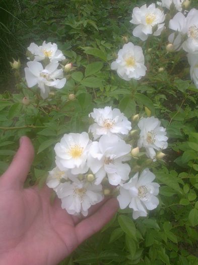 Urcator cu flori albe mici