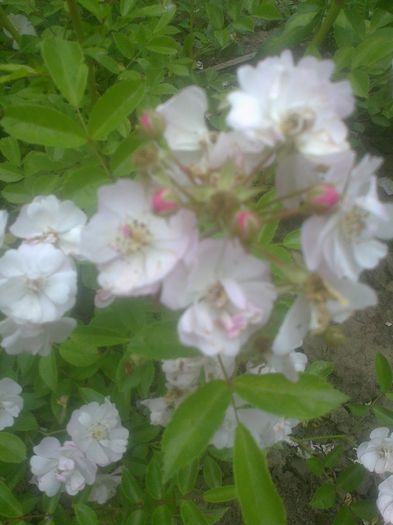 Urcator cu flori alb-roz foarte mici