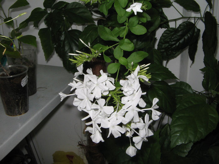 IMG_3264 - plumbago 2013