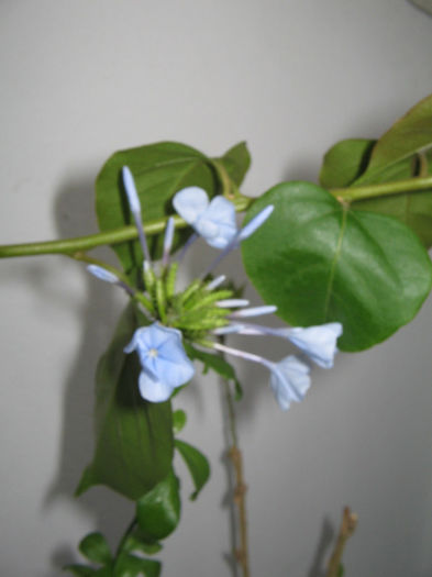 IMG_3261 - plumbago 2013