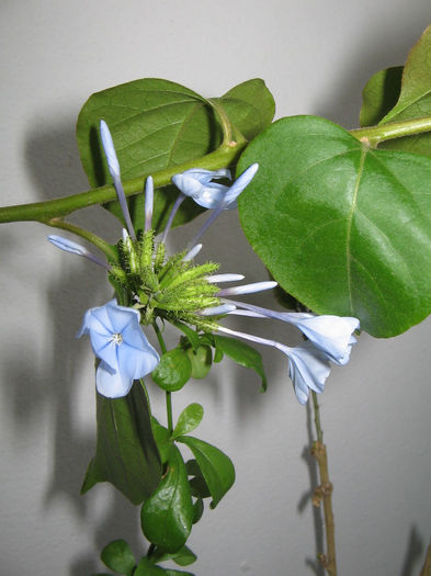 IMG_3262 - plumbago 2013