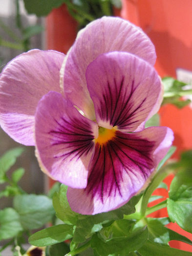 Panseluta - gradina 2013