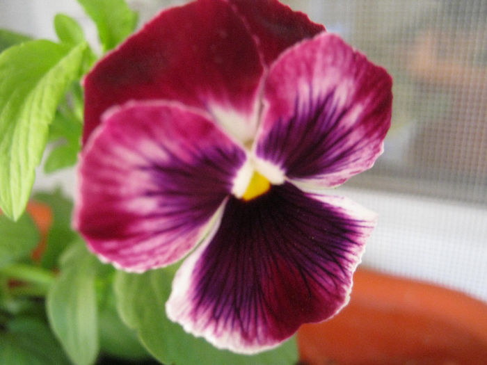 Panseluta - gradina 2013