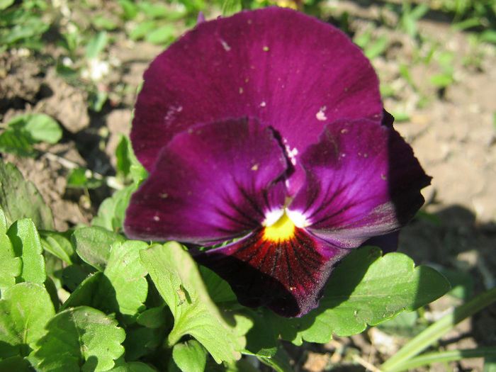 Panseluta - gradina 2013