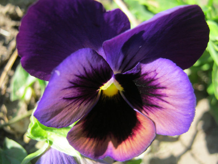 Panseluta - gradina 2013