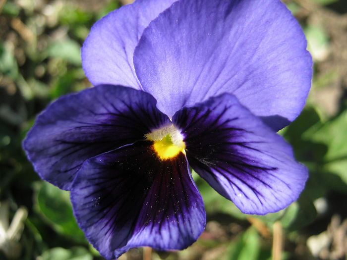 Panseluta - gradina 2013