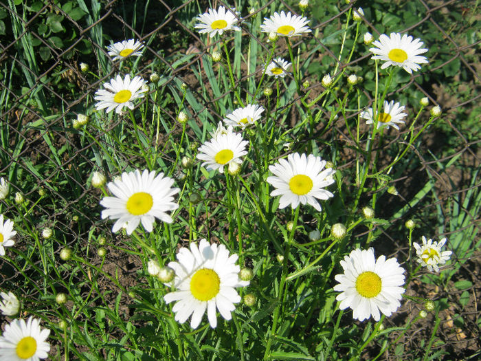 Margarete