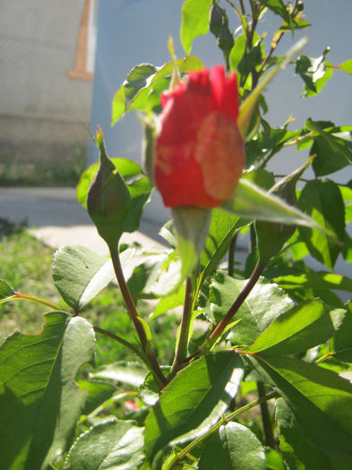 Trandafiri 04