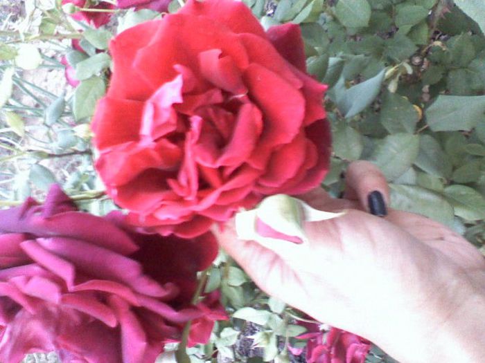 052313201610 - trandafiri 2013