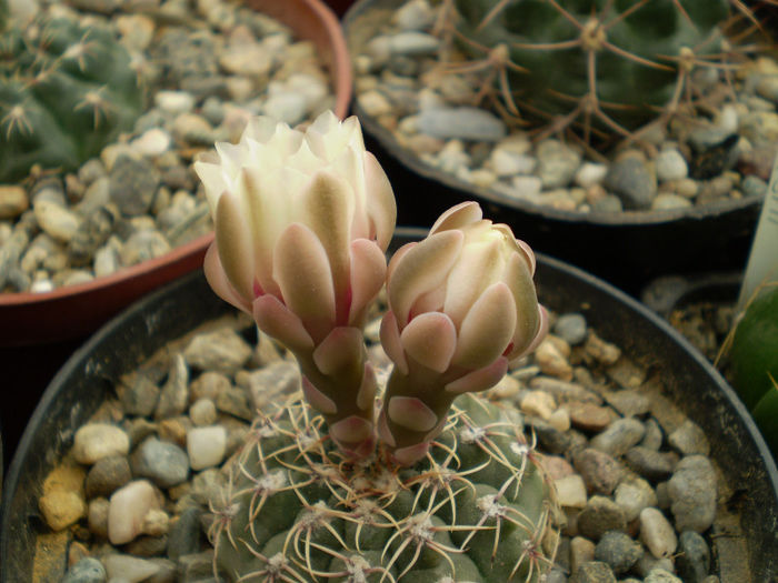 Gymnocalycium quehlianum