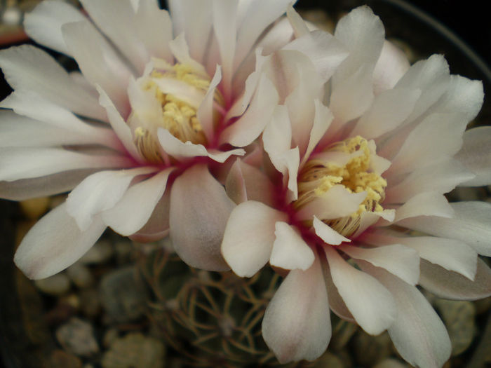 Gymnocalycium quehlianum