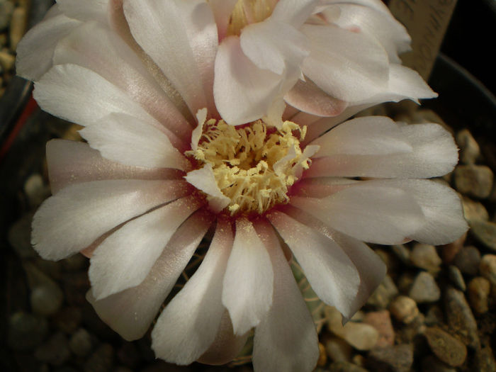 Gymnocalycium quehlianum