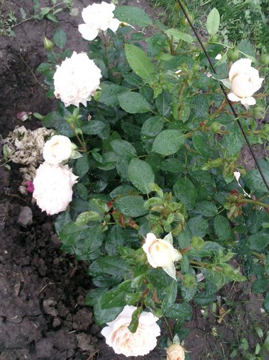 Photo1472 - Garden of roses