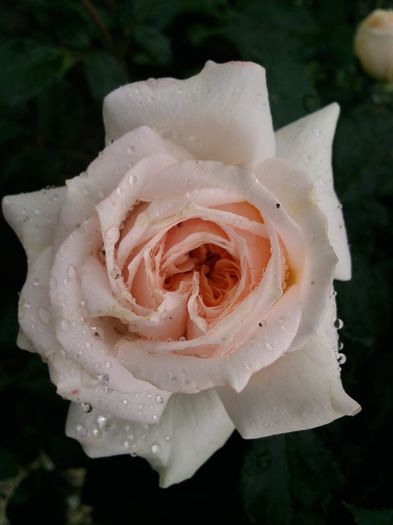 Photo1473 - Garden of roses