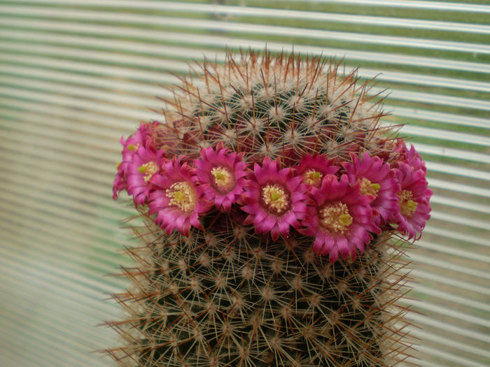 Mammillaria backebergeriana ssp. ernesti - Mamm 2013