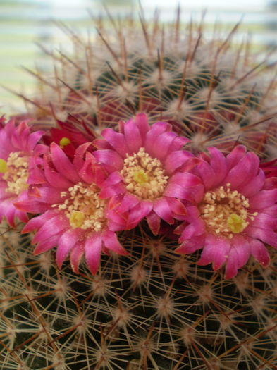 Mammillaria backebergeriana ssp. ernesti - Mamm 2013