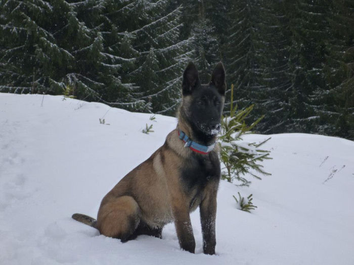 malinev - aaaa-Malinois - working line - linie de lucru - Olanda Belgia