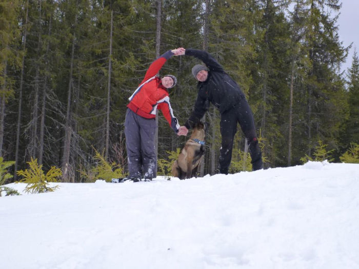 malinn3 - aaaa-Malinois - working line - linie de lucru - Olanda Belgia