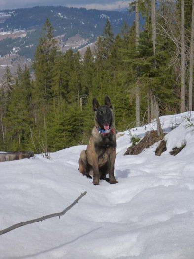 malleva - aaaa-Malinois - working line - linie de lucru - Olanda Belgia