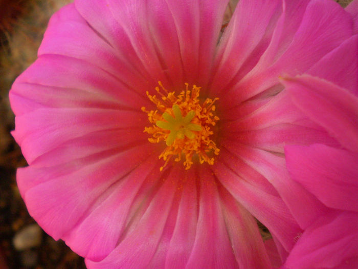 Mammillaria guelzowiana - Mamm 2013