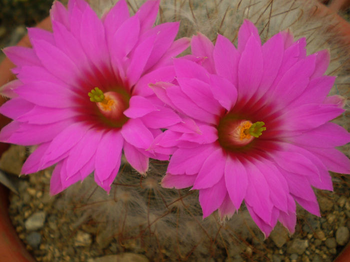 Mammillaria guelzowiana - Mamm 2013