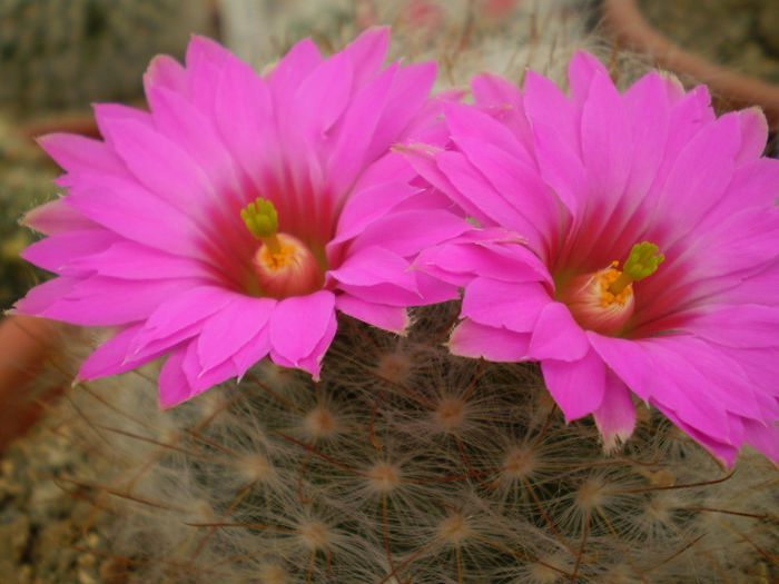 Mammillaria guelzowiana - Mamm 2013