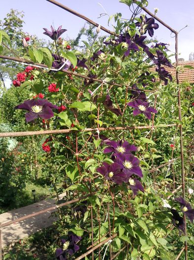 Photo1444 - 2013 clematis