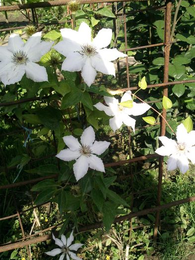 Photo1445 - 2013 clematis