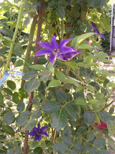 Photo1450 - 2013 clematis