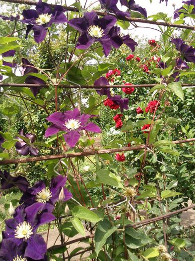 Photo1500 - 2013 clematis